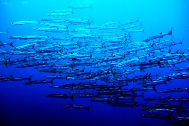 魚の群