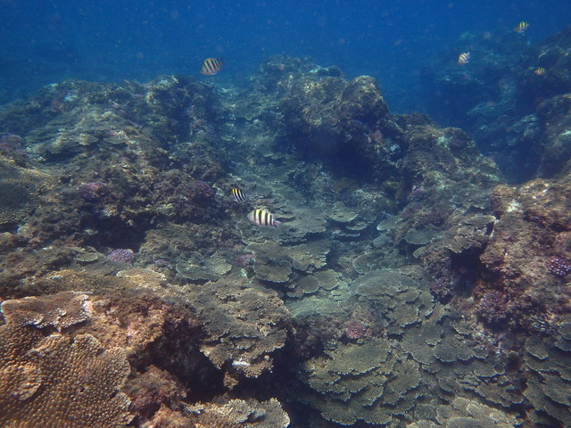 壮観なサンゴ礁